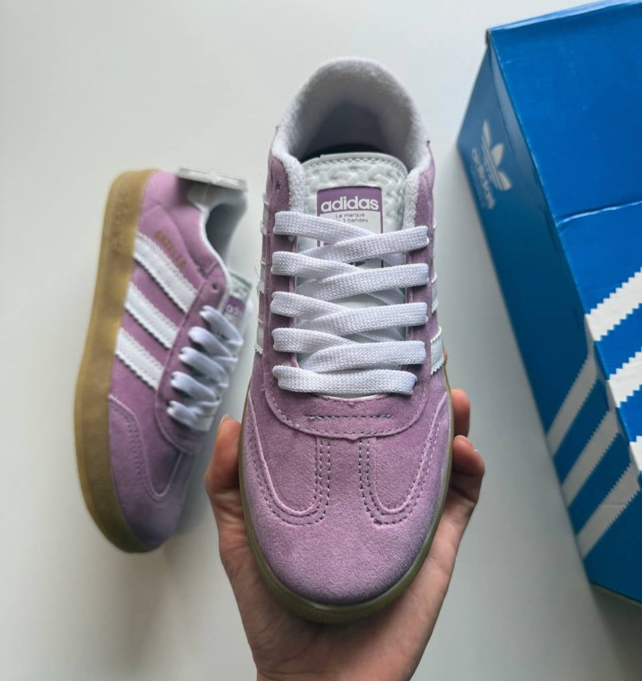 Gazelle purple