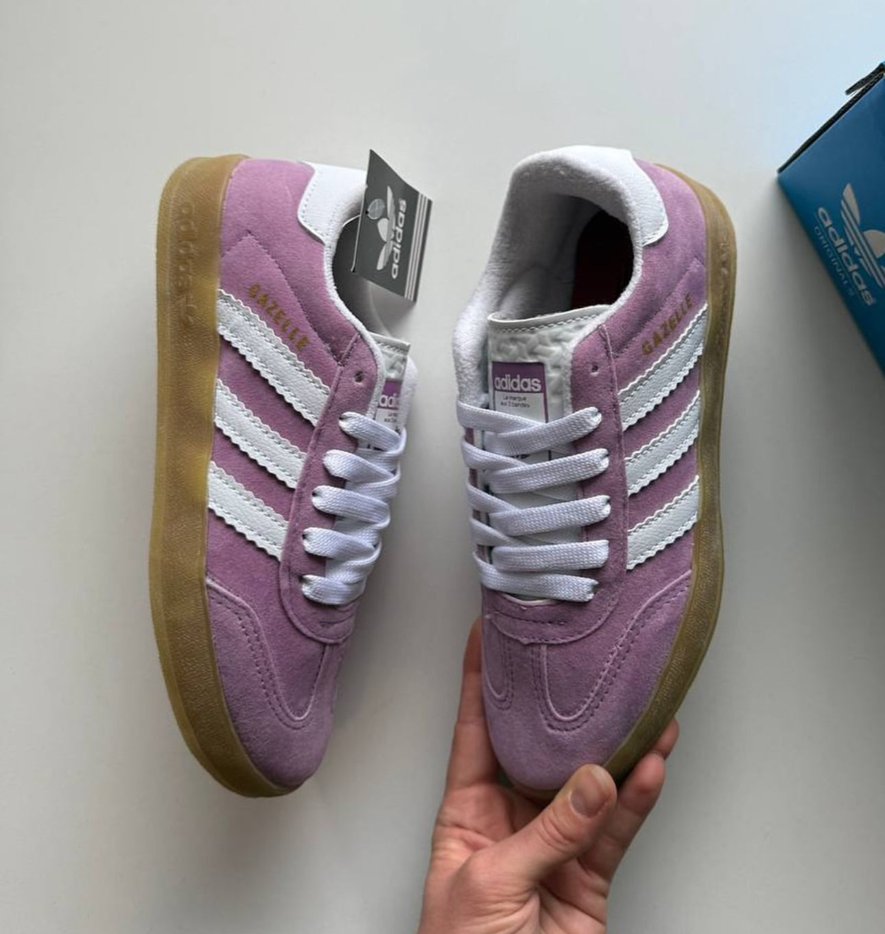 Gazelle purple
